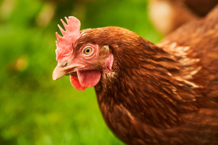 Milton Keynes Photographer Vs Chicken
